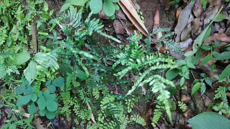 Pteris heteromorpha photo 4