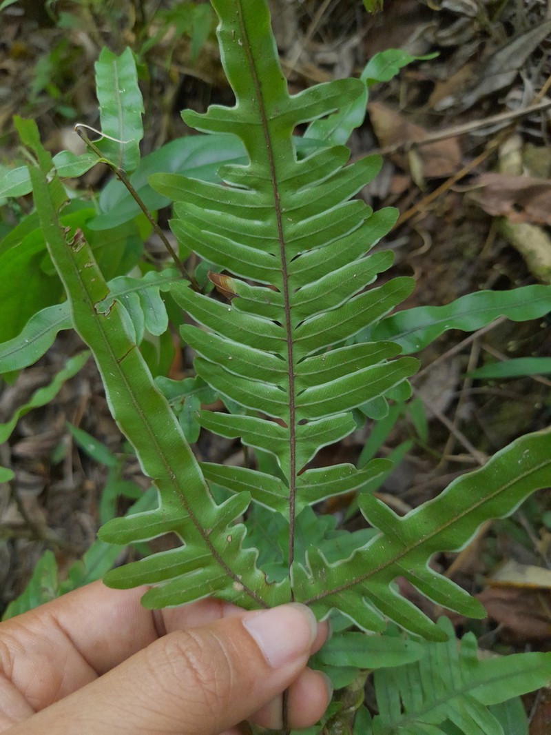 Pteris heteromorpha photo 5