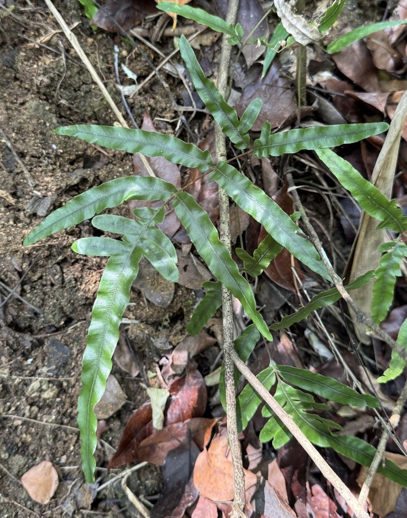 Pteris heteromorpha photo 6