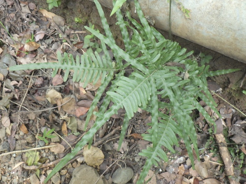 Pteris heteromorpha photo 8