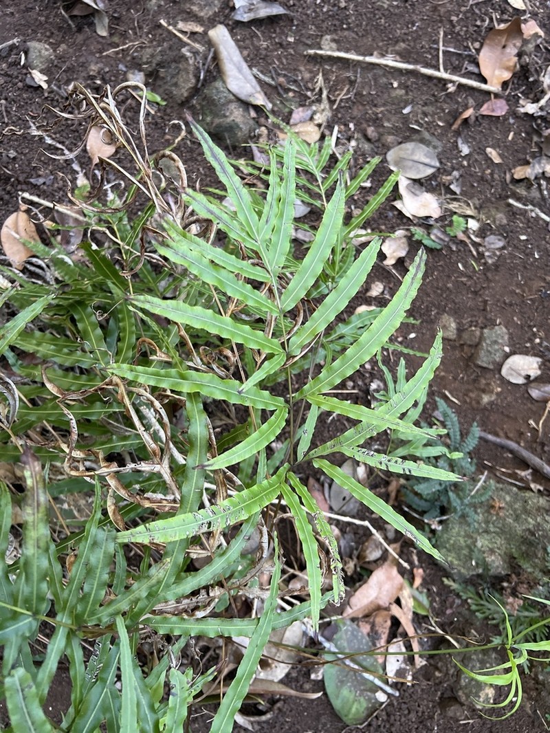 Brake Fern