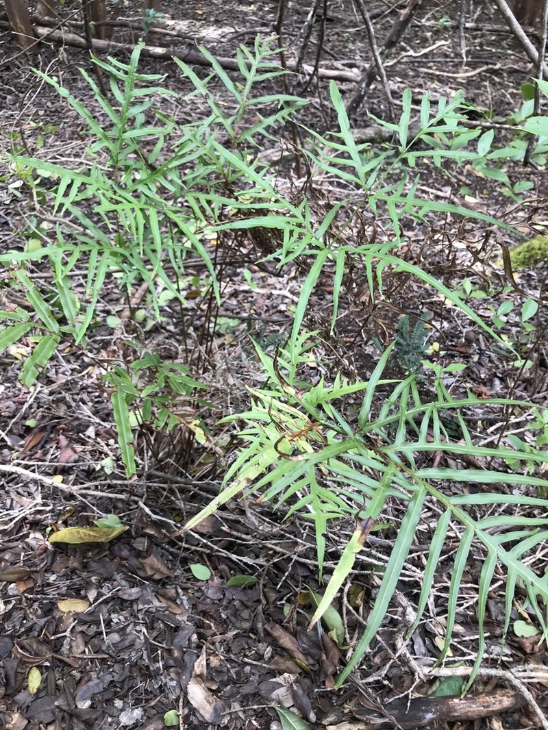 Brake Fern photo 2