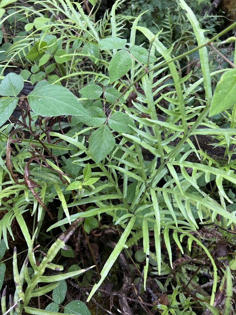 Brake Fern photo 3