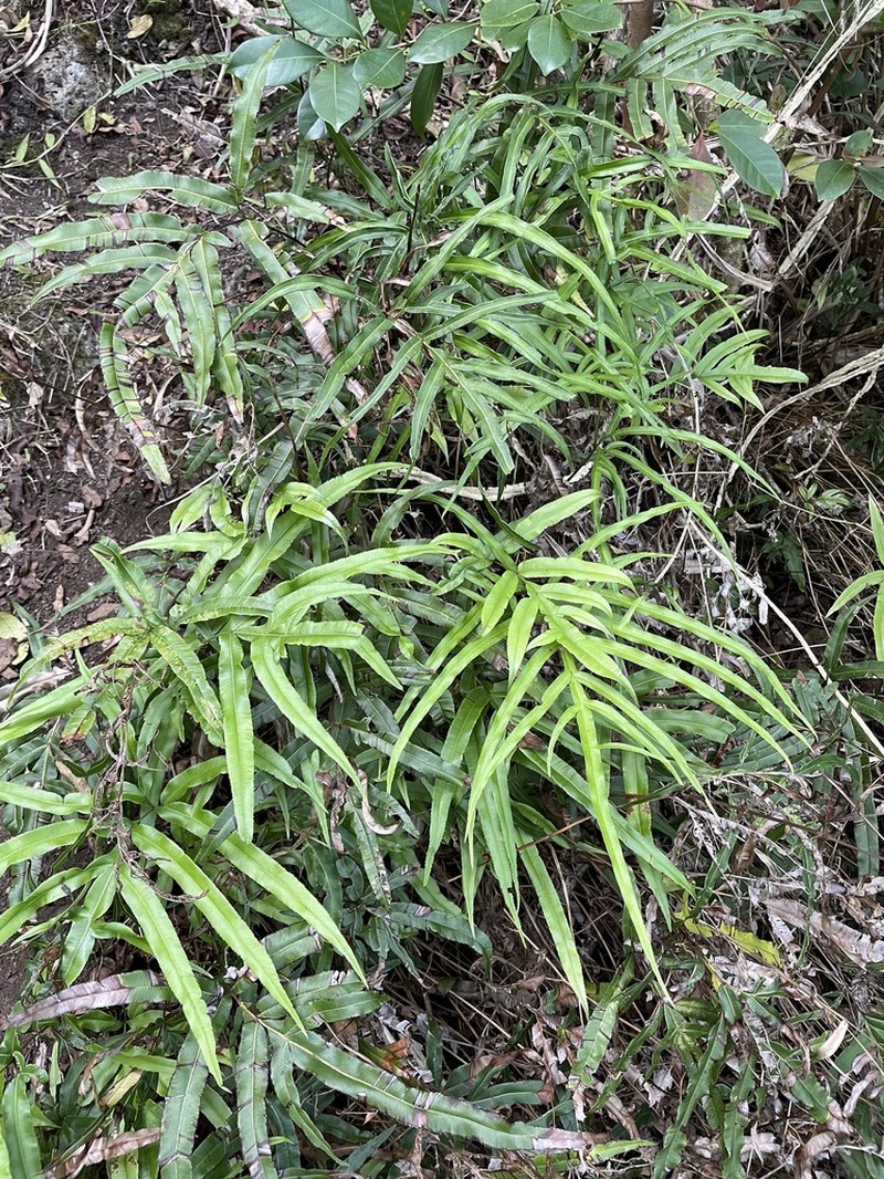 Brake Fern photo 4