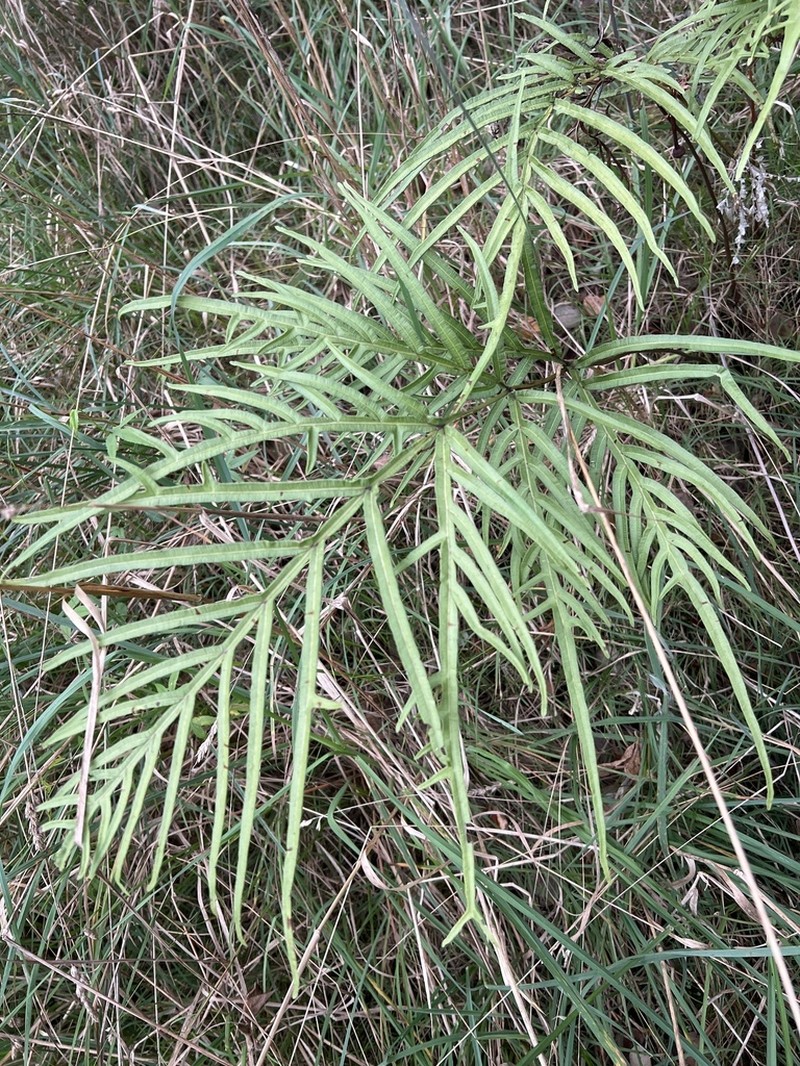 Brake Fern photo 5
