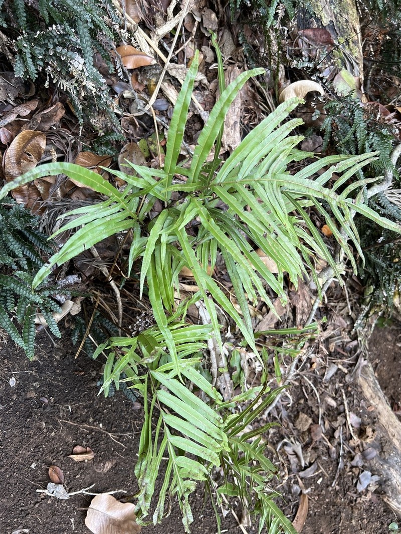 Brake Fern photo 6