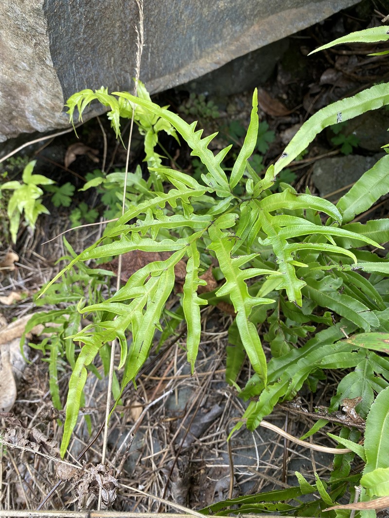 Brake Fern photo 7