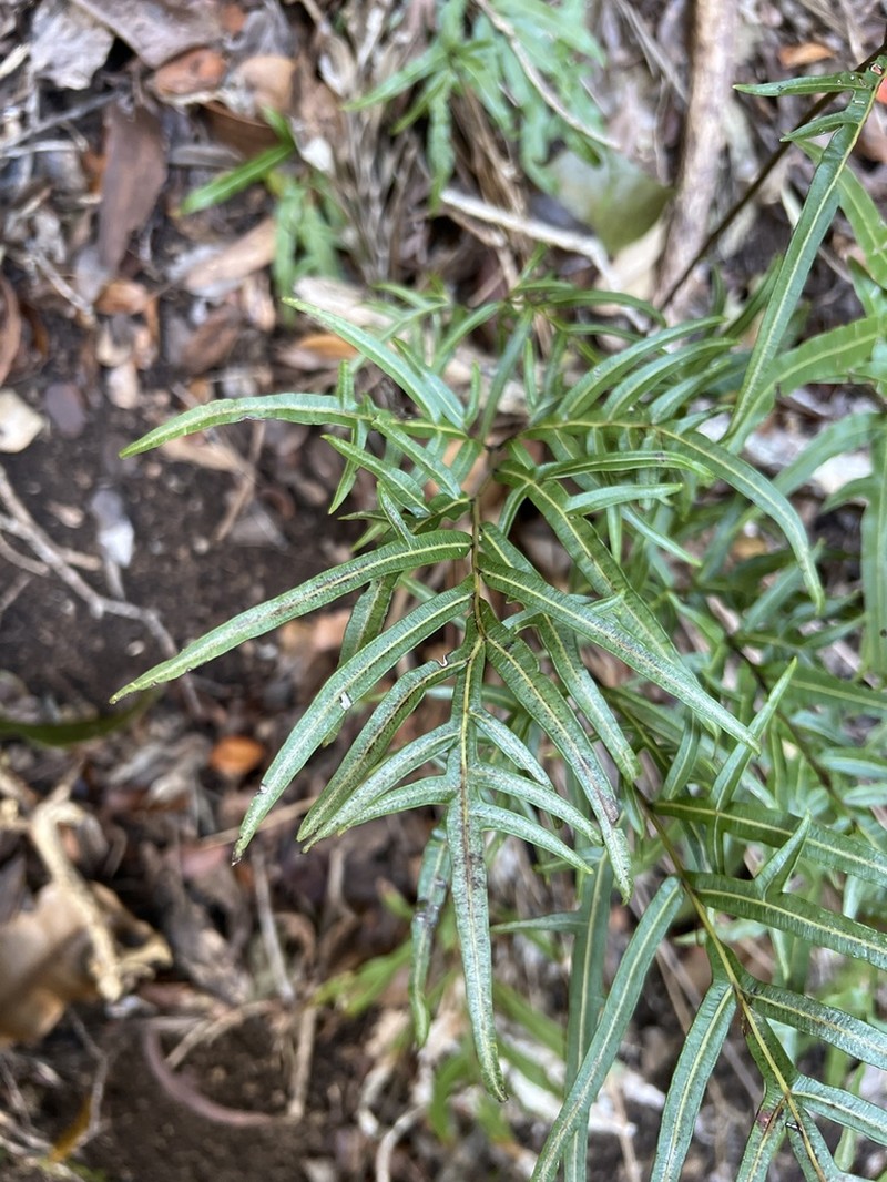 Brake Fern photo 8