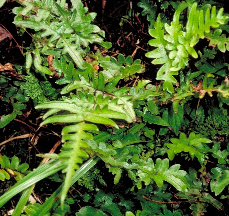 Pteris hivaoaensis photo 2