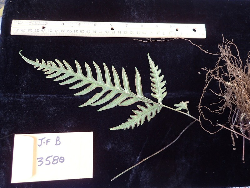 Pteris hivaoaensis photo 3