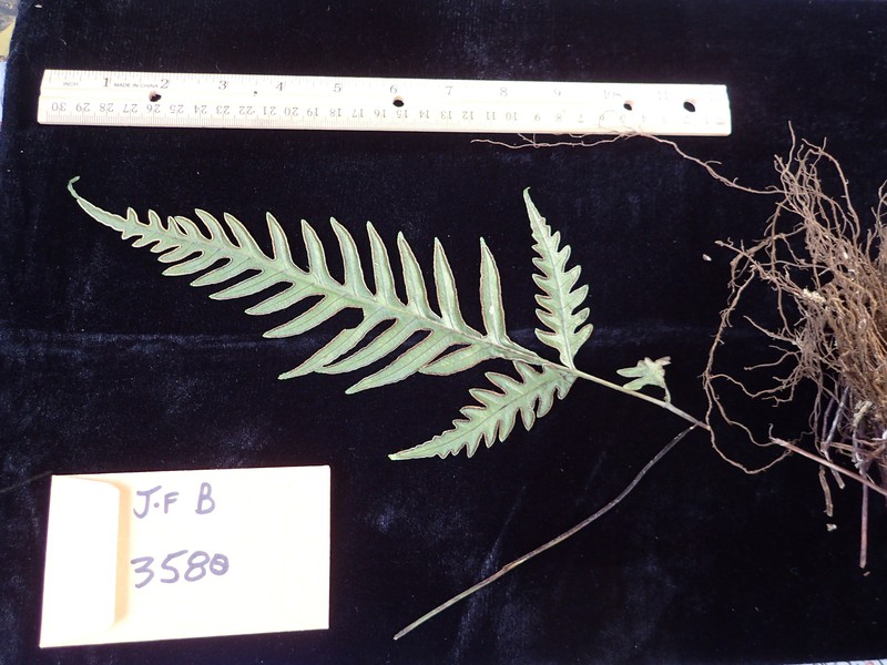 Pteris hivaoaensis photo 4