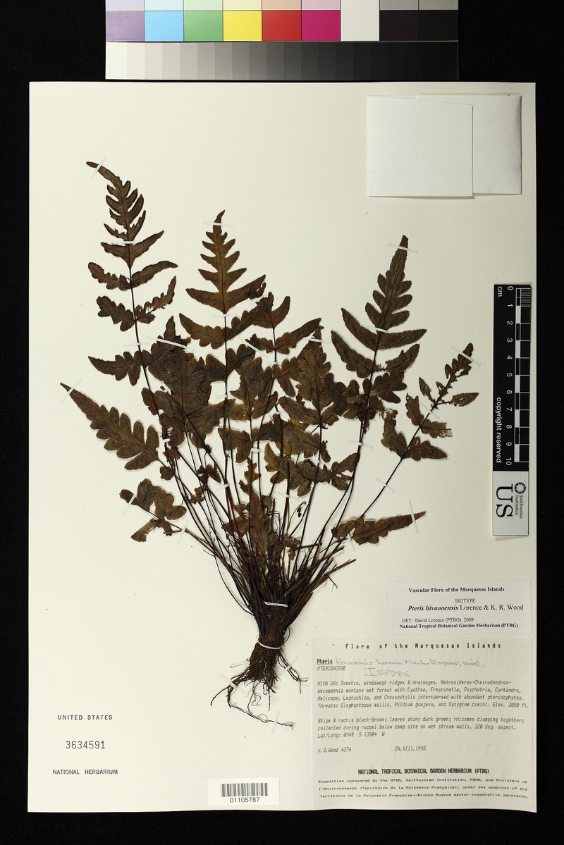 Pteris hivaoaensis photo 6