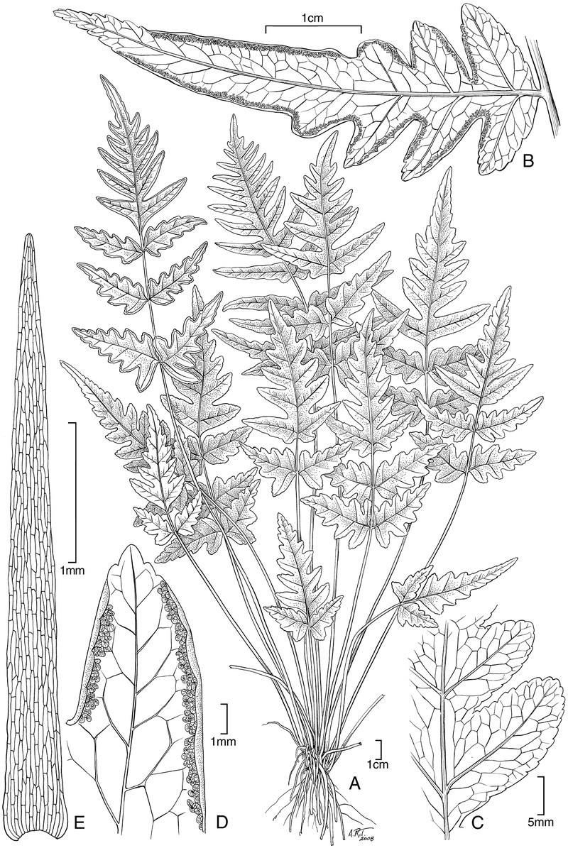 Pteris hivaoaensis