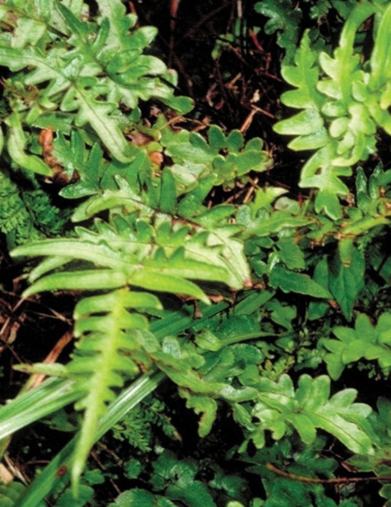 Pteris hivaoaensis photo 7