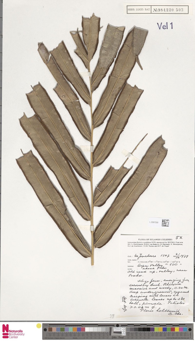 Pteris holttumii photo 5