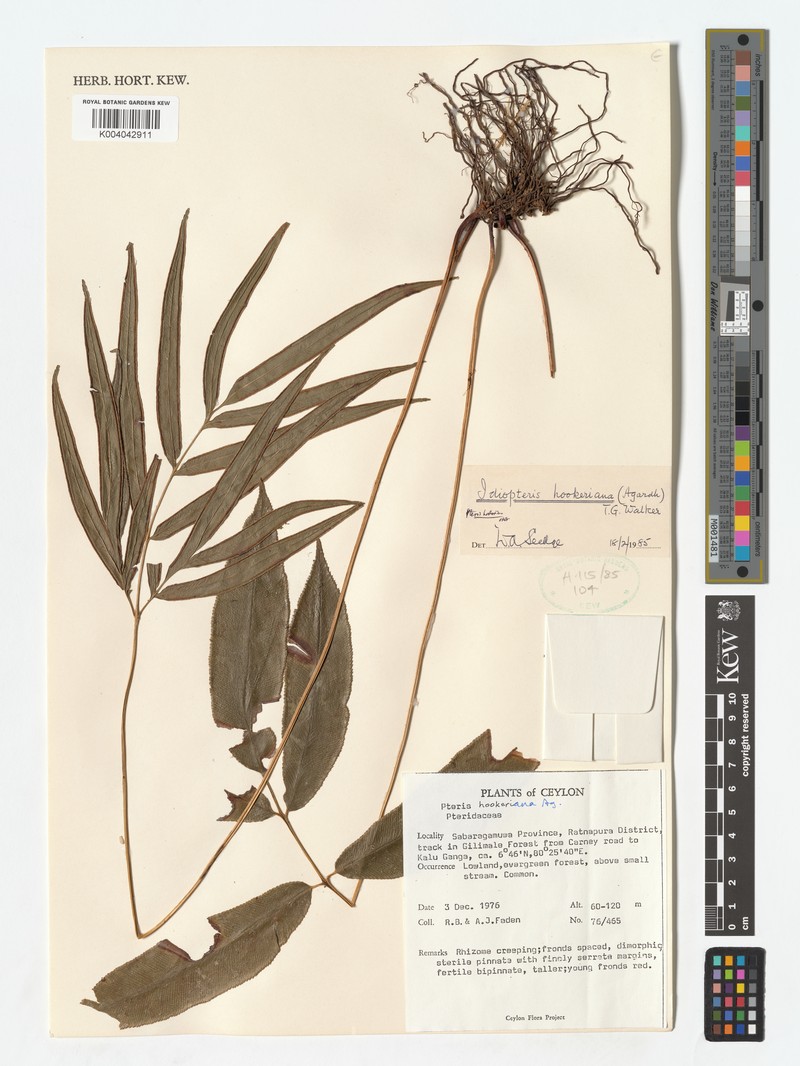 Pteris hookeriana photo 2