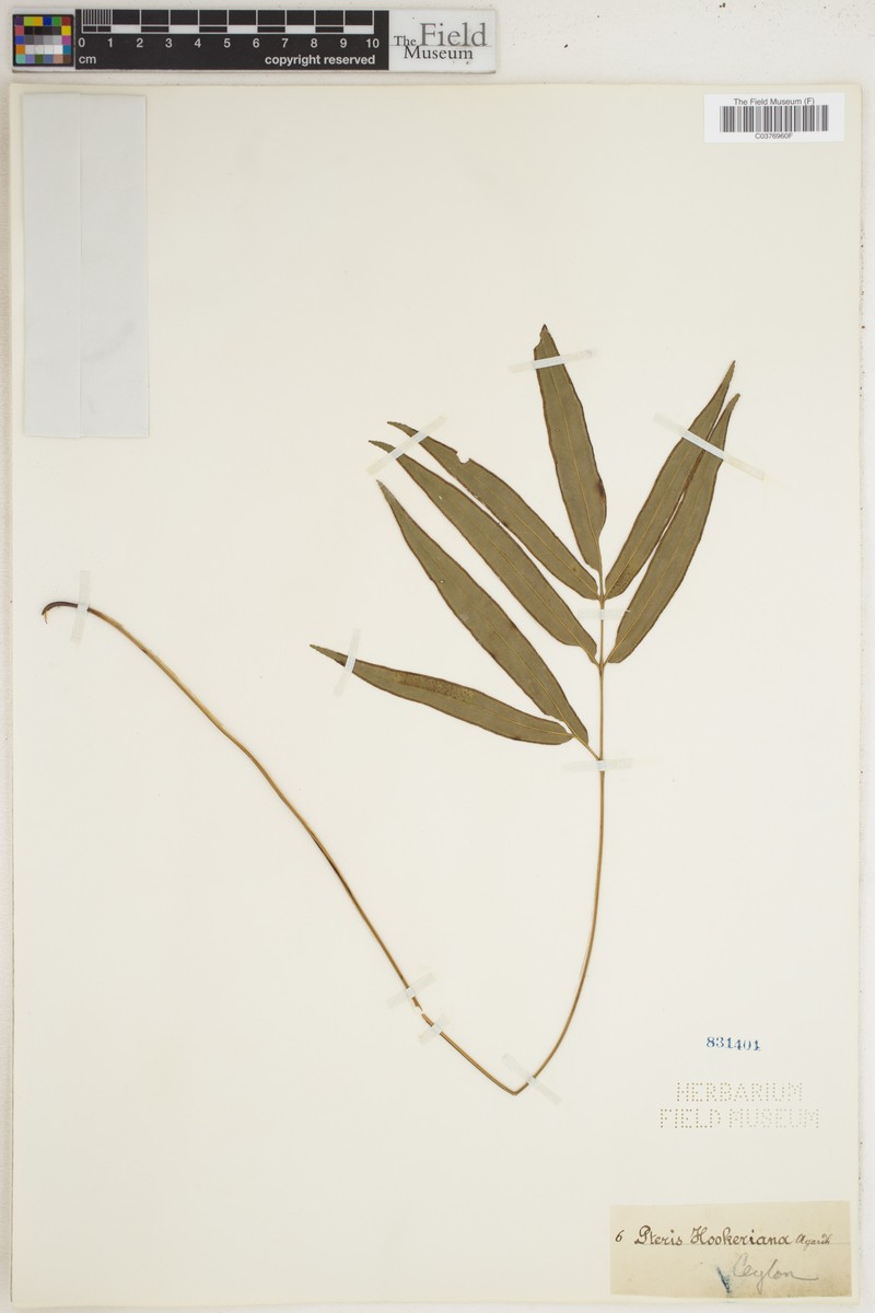 Pteris hookeriana photo 3