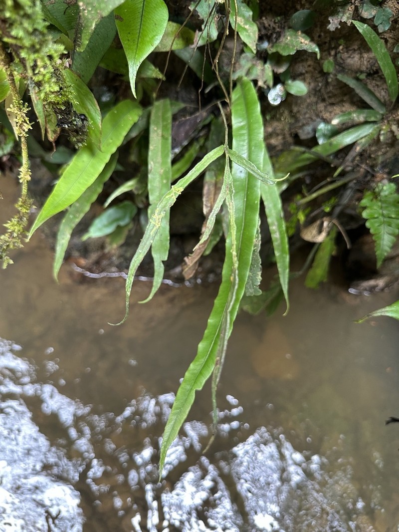 Pteris hovenkampii