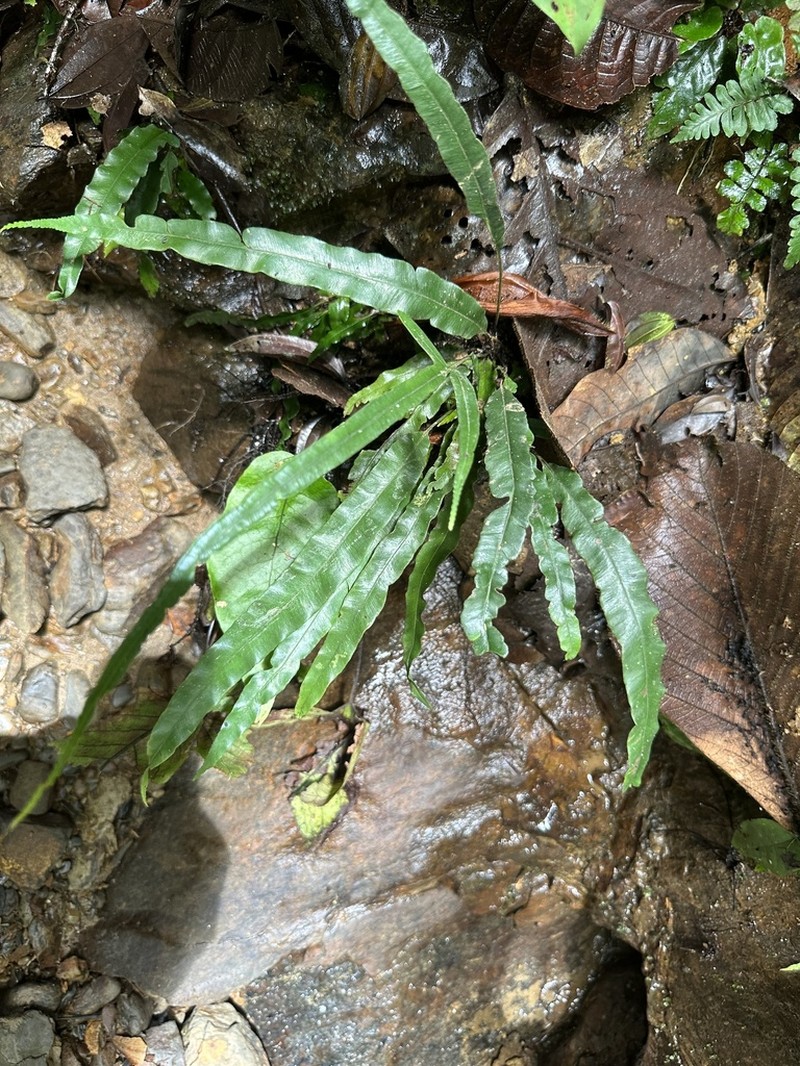 Pteris hovenkampii photo 2