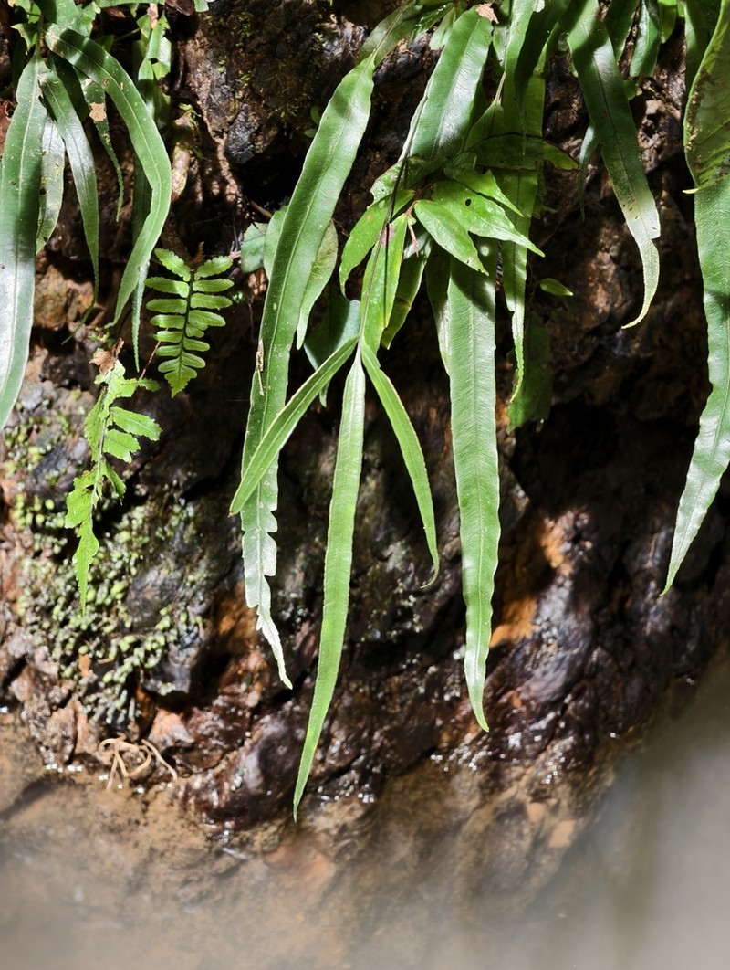 Pteris hovenkampii photo 4