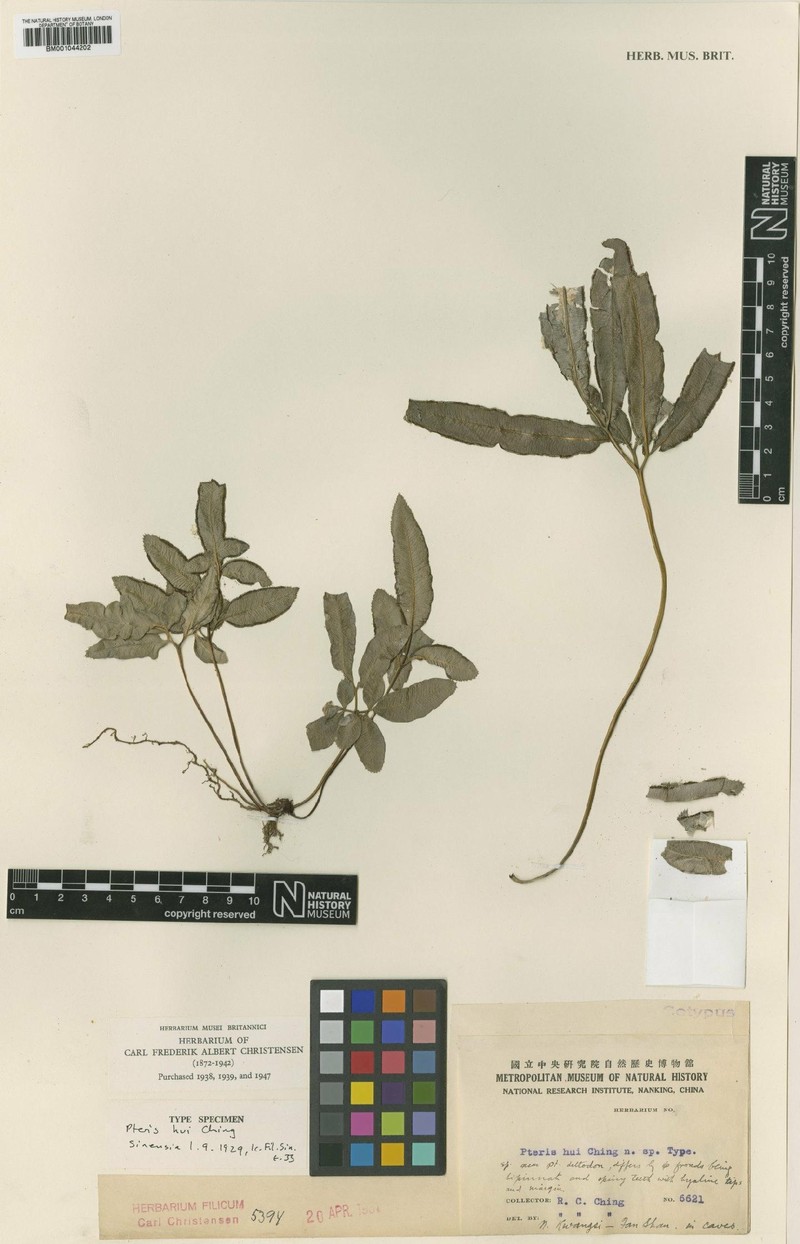 Pteris hui