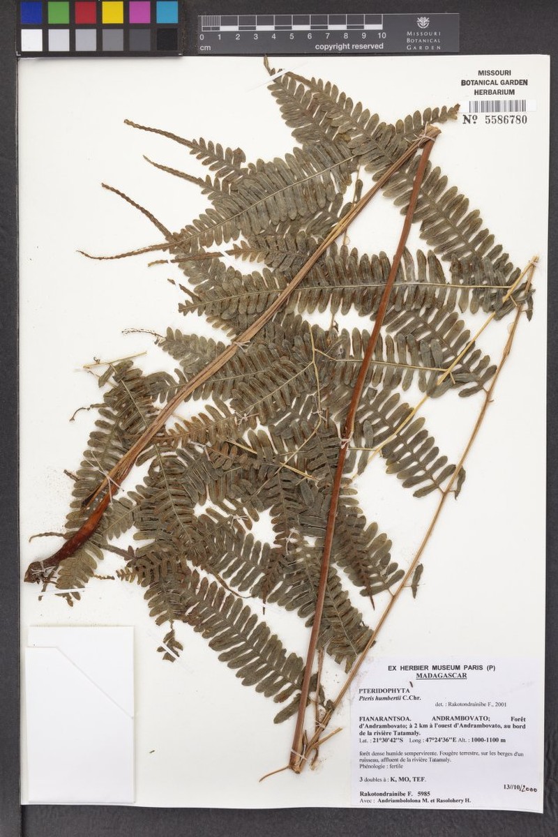 Pteris humbertii