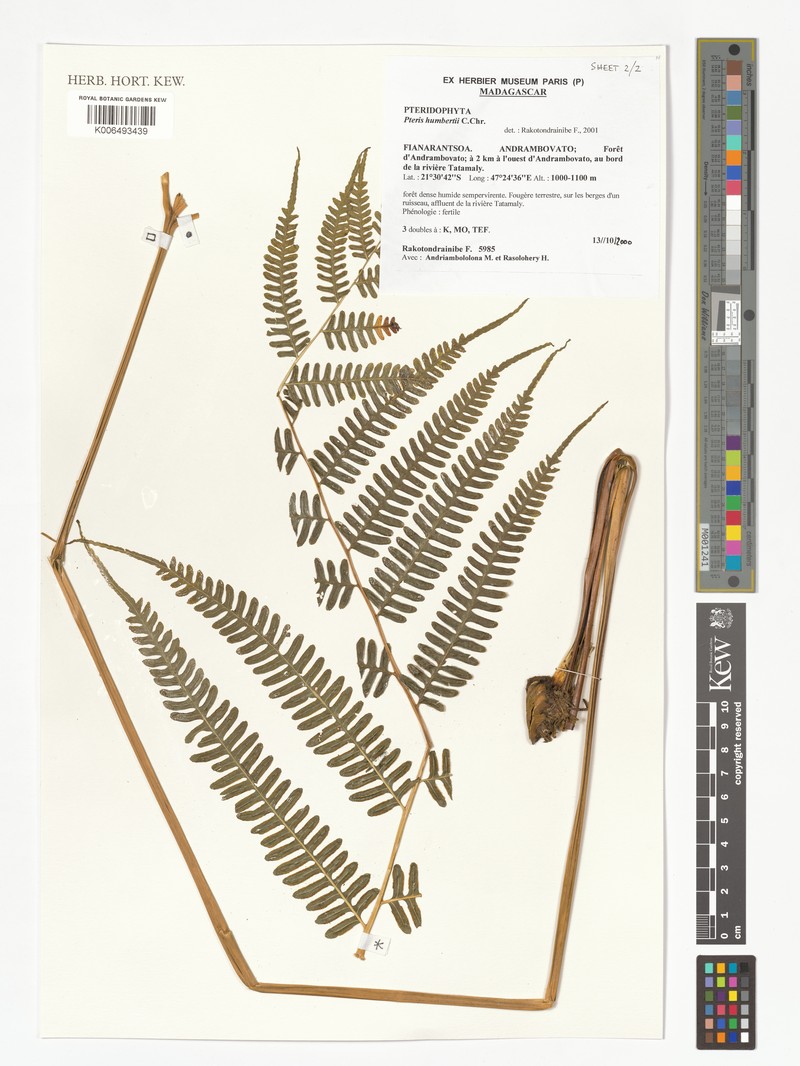 Pteris humbertii photo 2