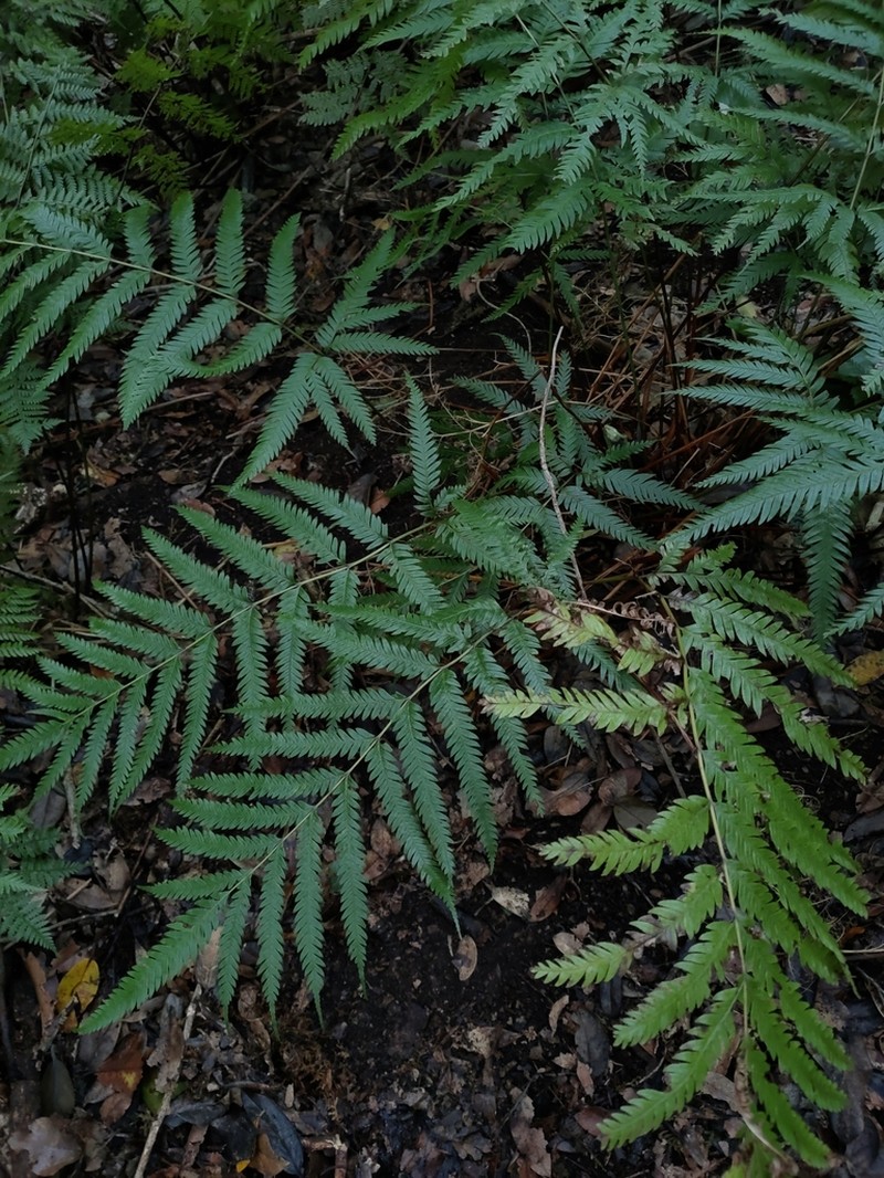Pteris incompleta
