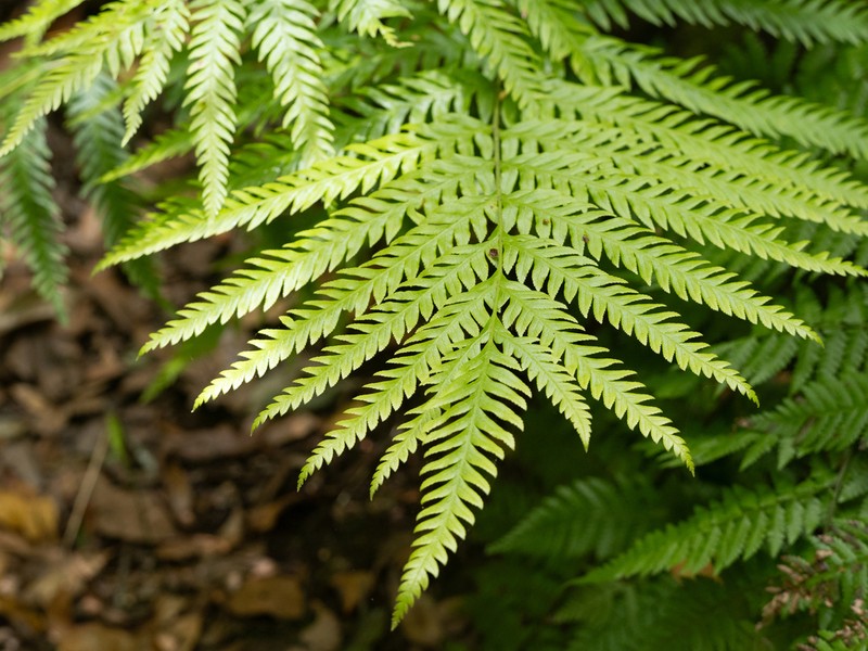 Pteris incompleta photo 2
