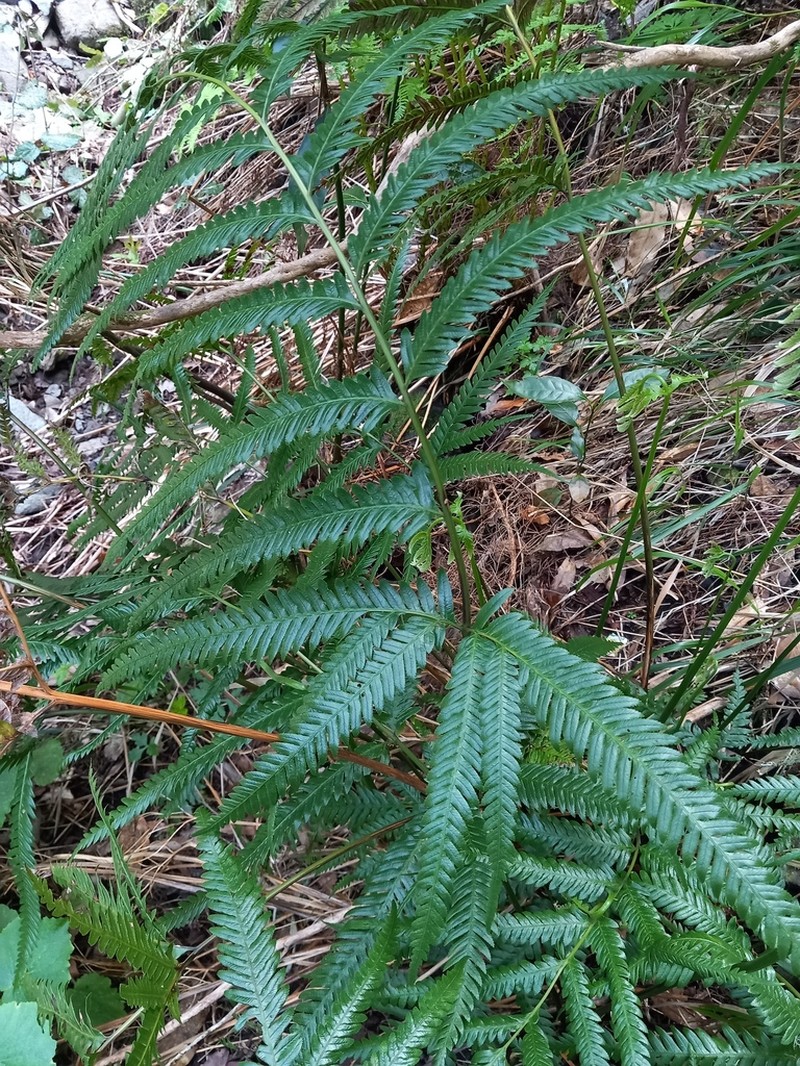 Pteris incompleta photo 3