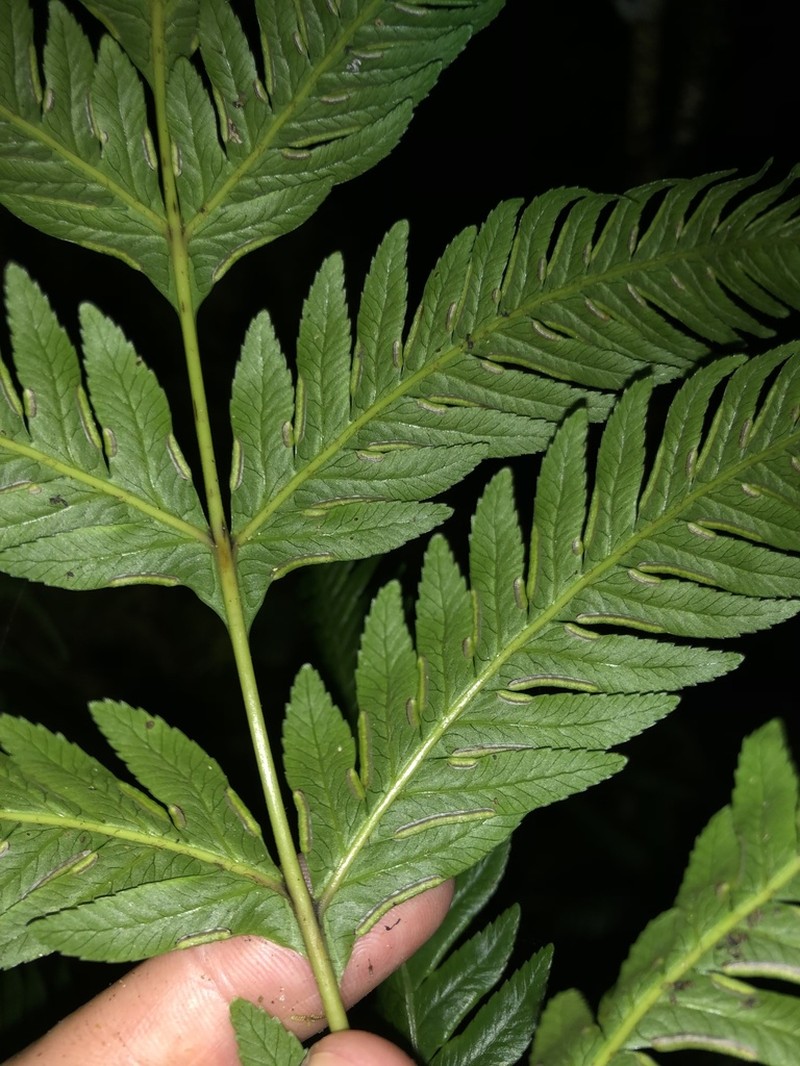 Pteris incompleta photo 4