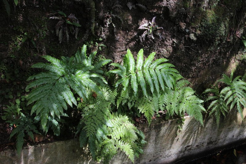Pteris incompleta photo 5