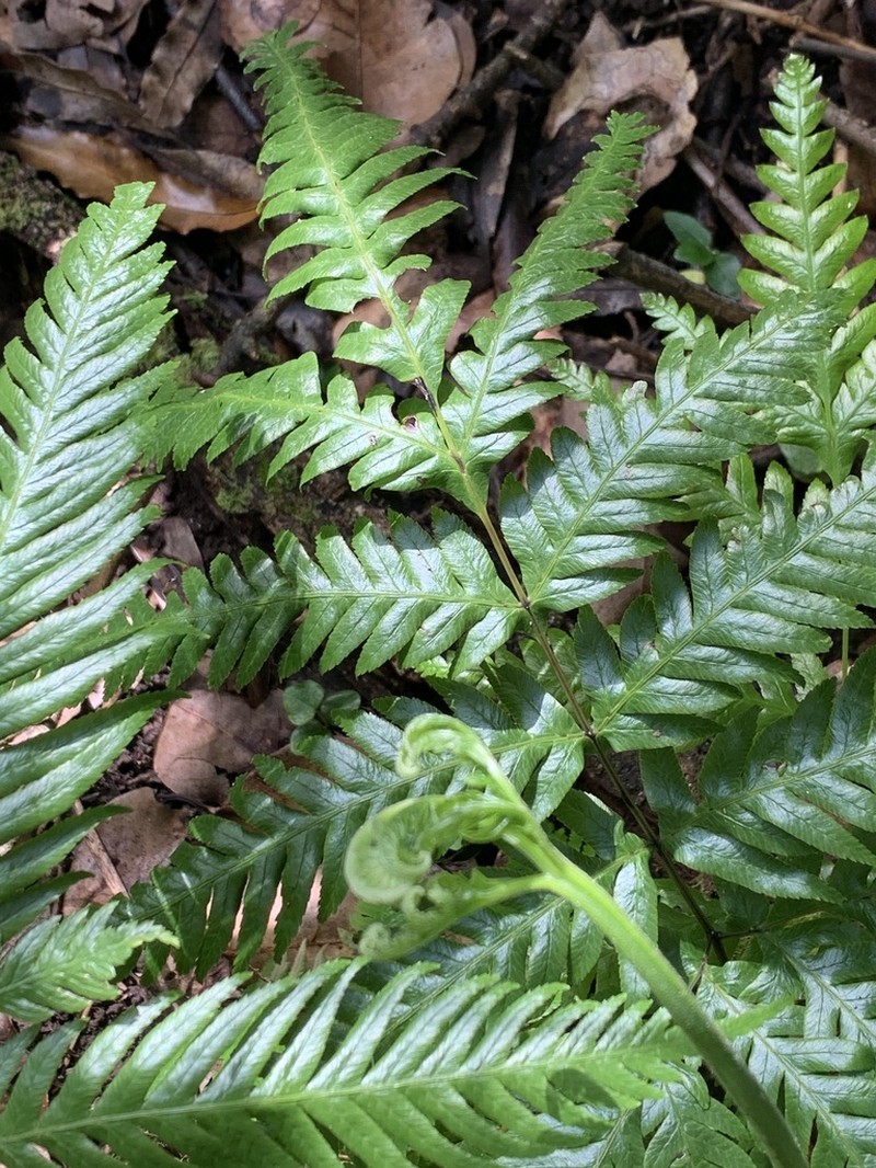 Pteris incompleta photo 6