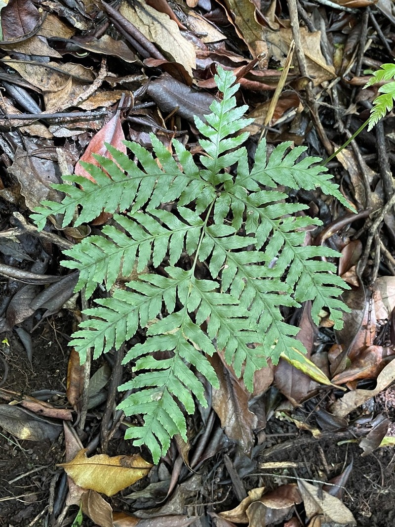 Pteris incompleta photo 7
