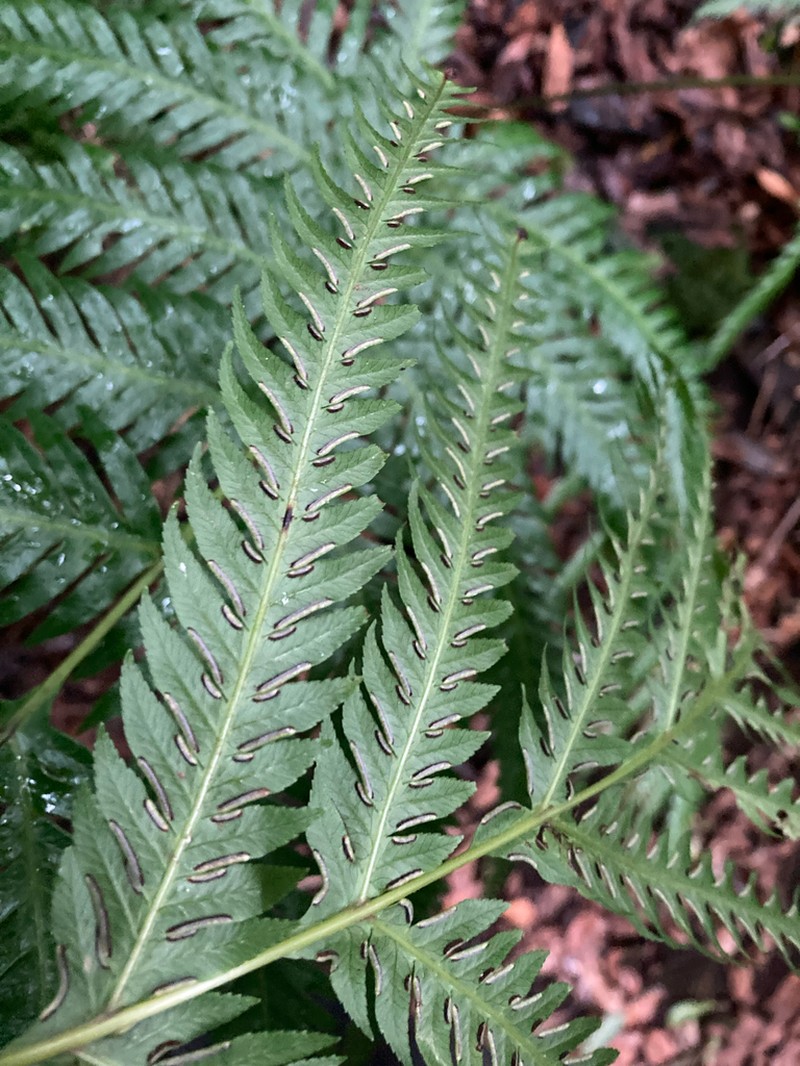 Pteris incompleta photo 8