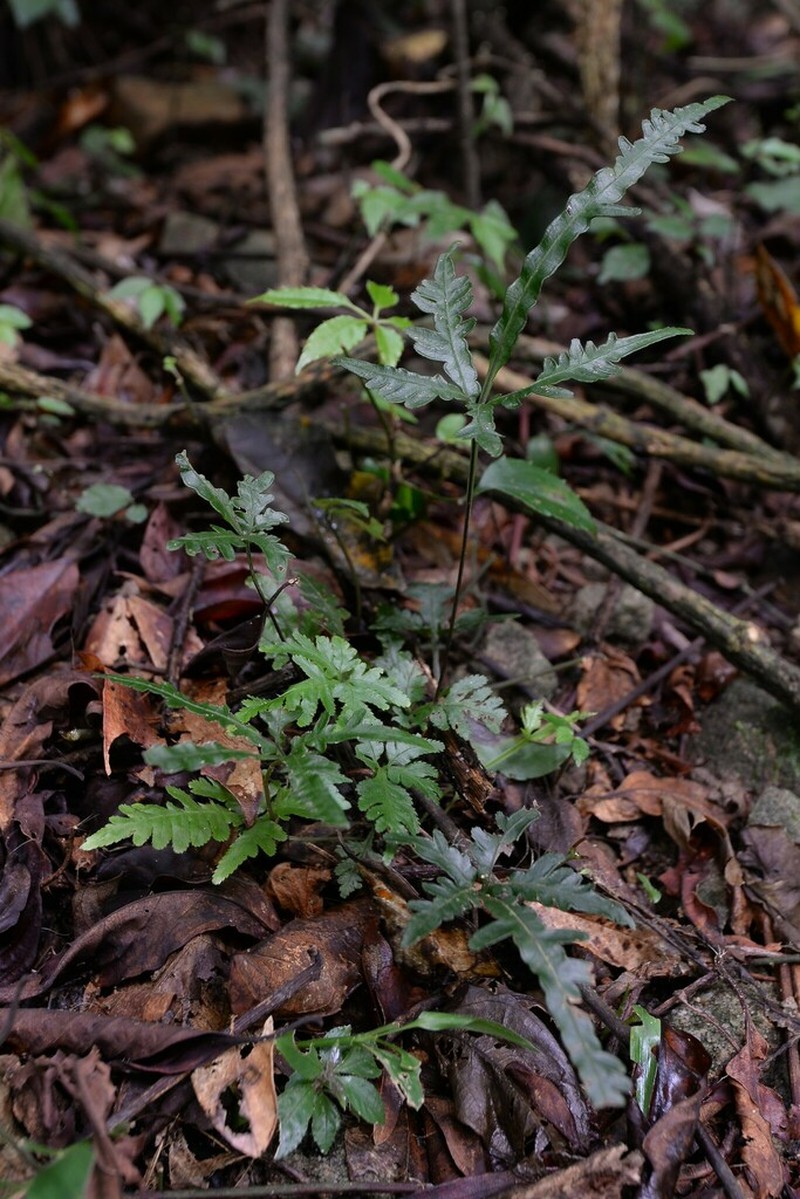 Pteris incurvata