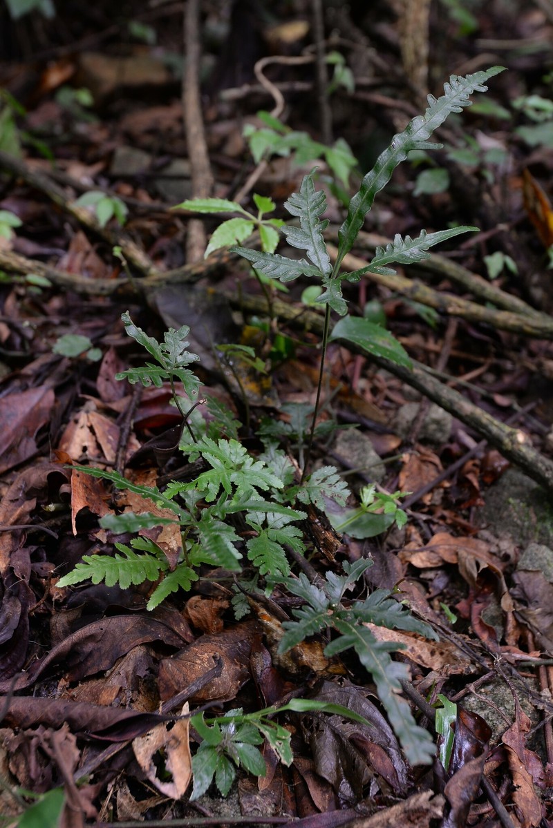 Pteris incurvata photo 2