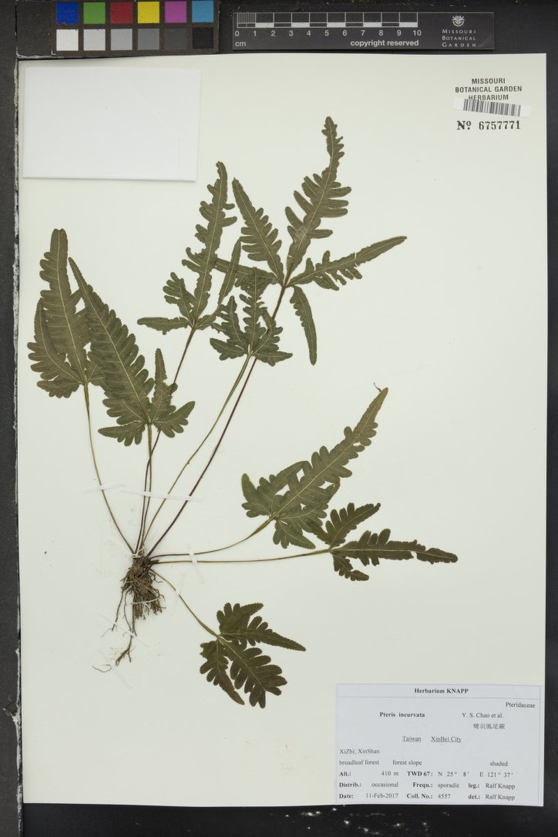 Pteris incurvata photo 3