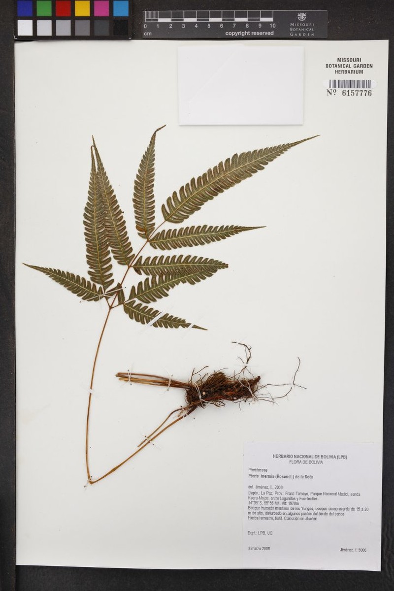 Pteris inermis
