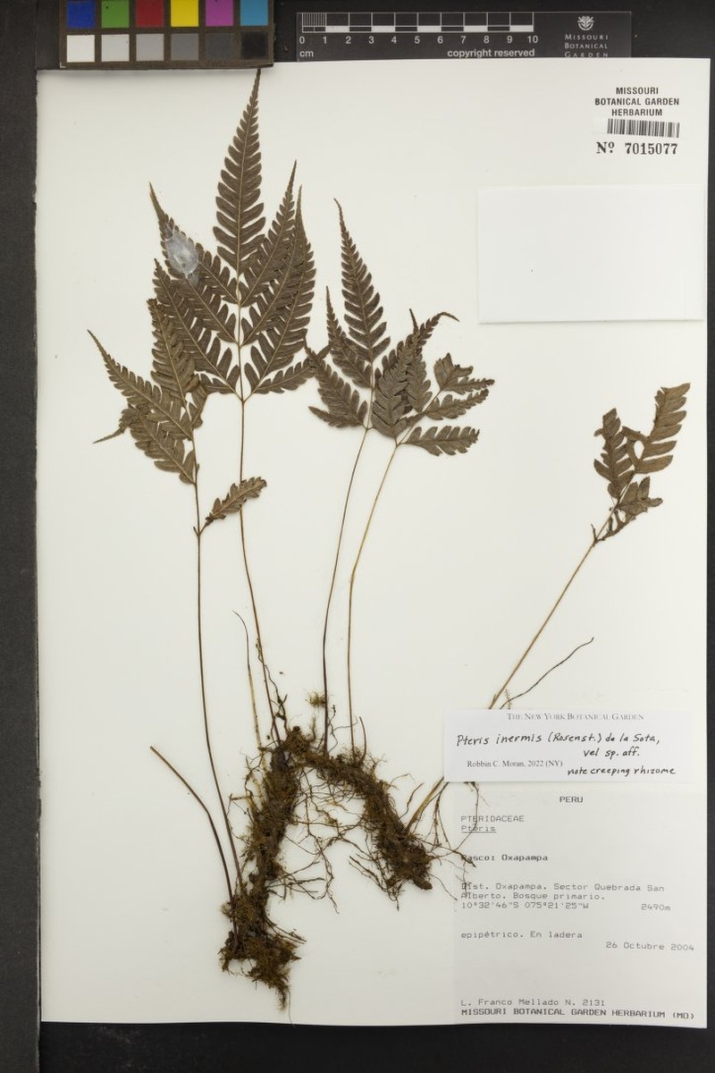 Pteris inermis photo 2