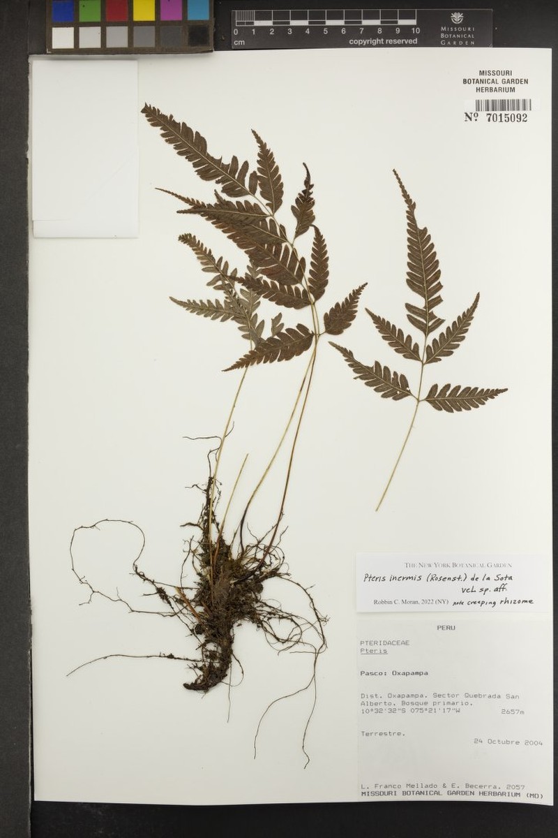 Pteris inermis photo 3