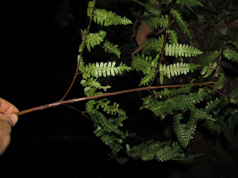 Pteris intricata