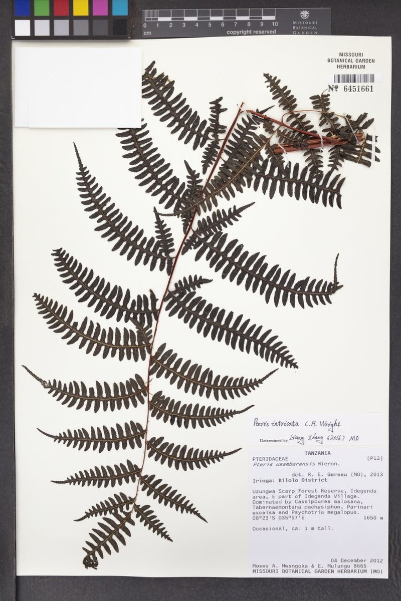 Pteris intricata photo 2