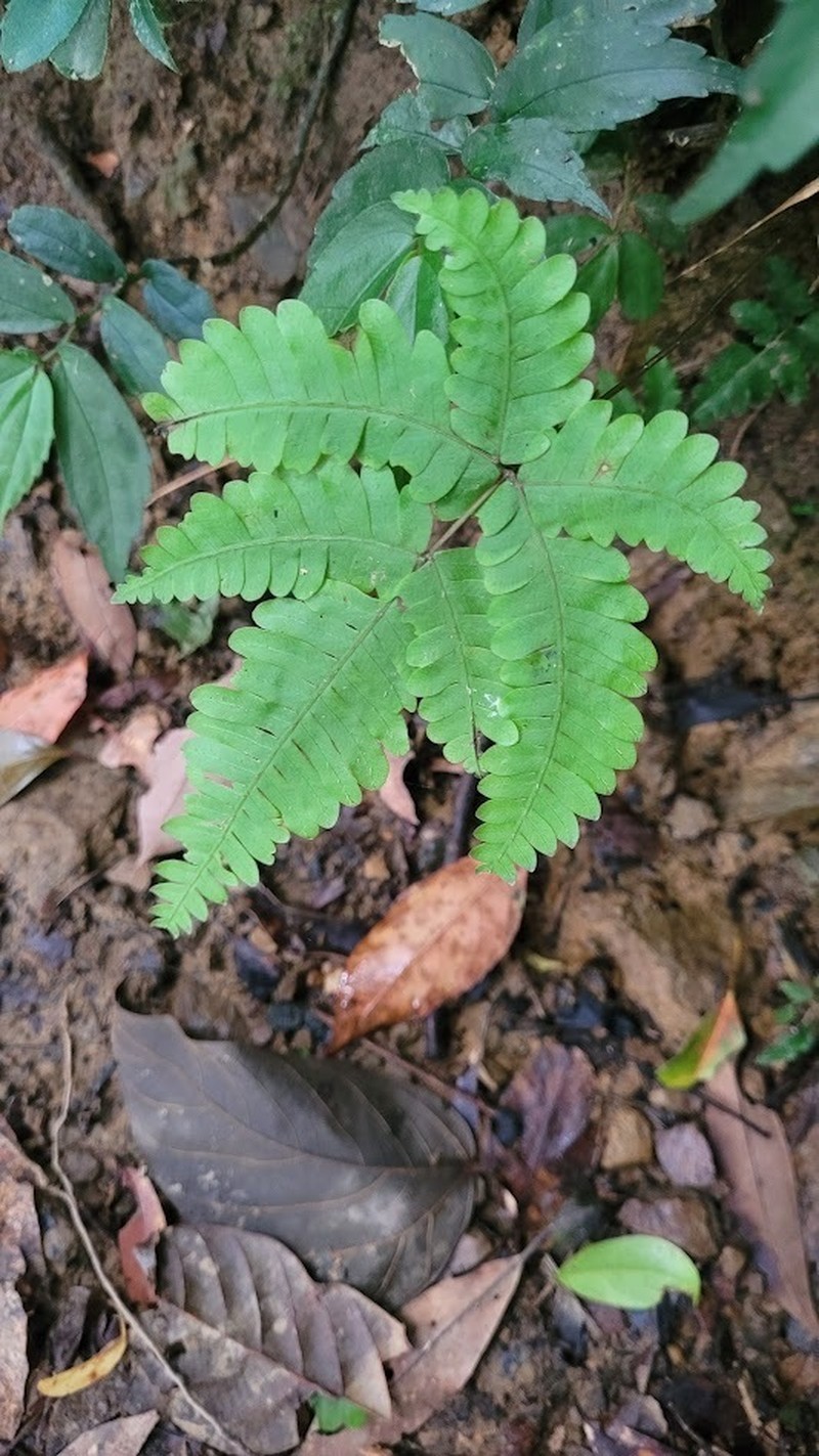 Pteris kawabatae photo 2