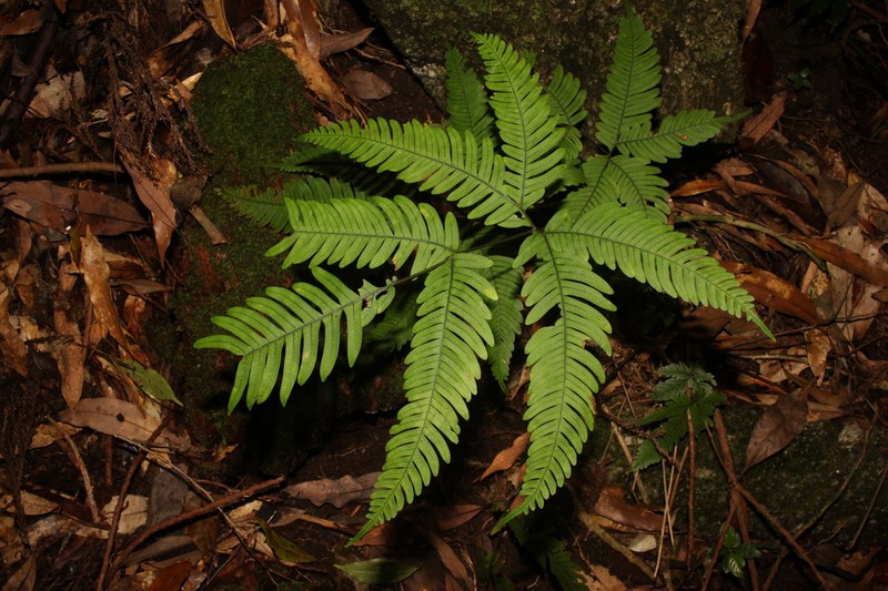 Pteris kawabatae photo 3