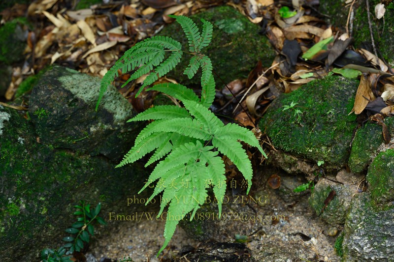 Pteris kawabatae photo 4
