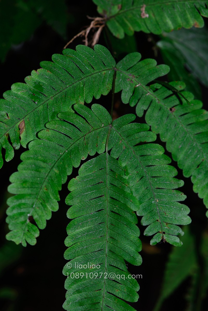 Pteris kawabatae photo 5