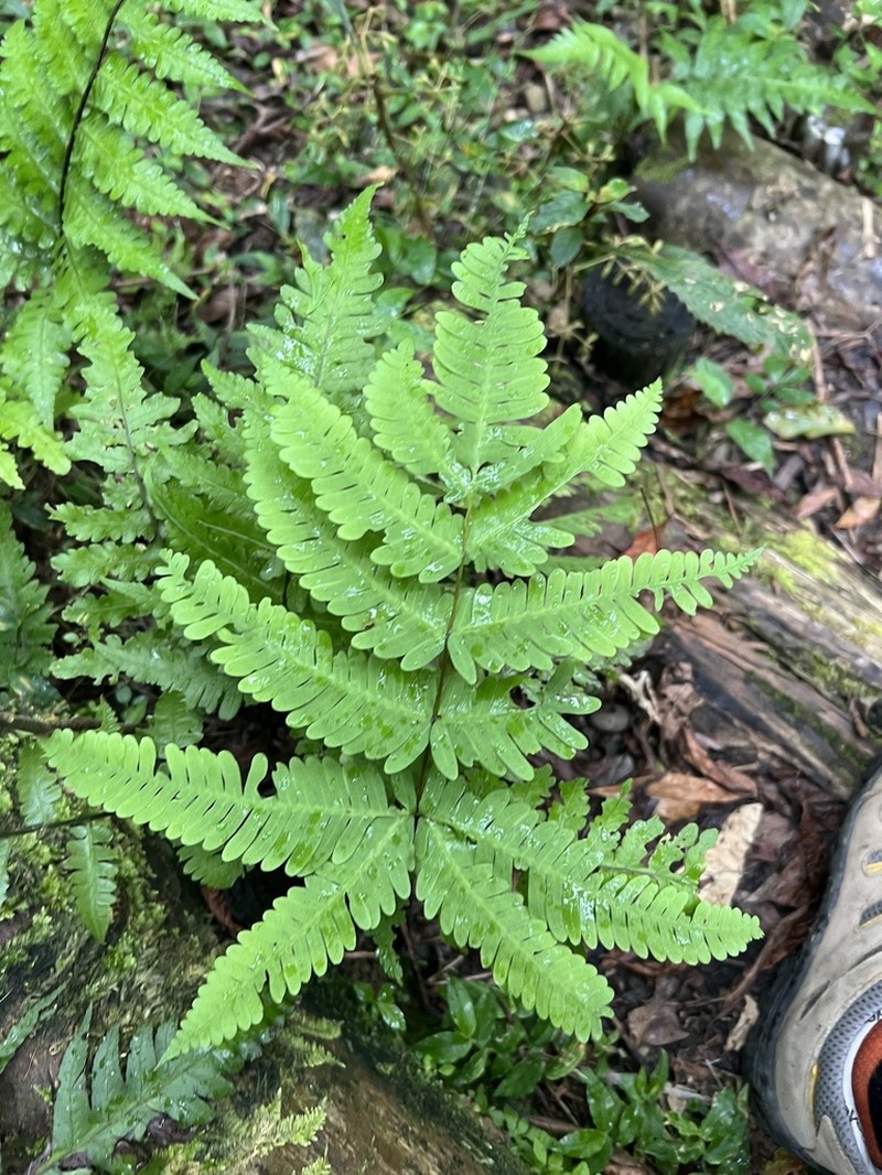 Pteris kawabatae photo 6