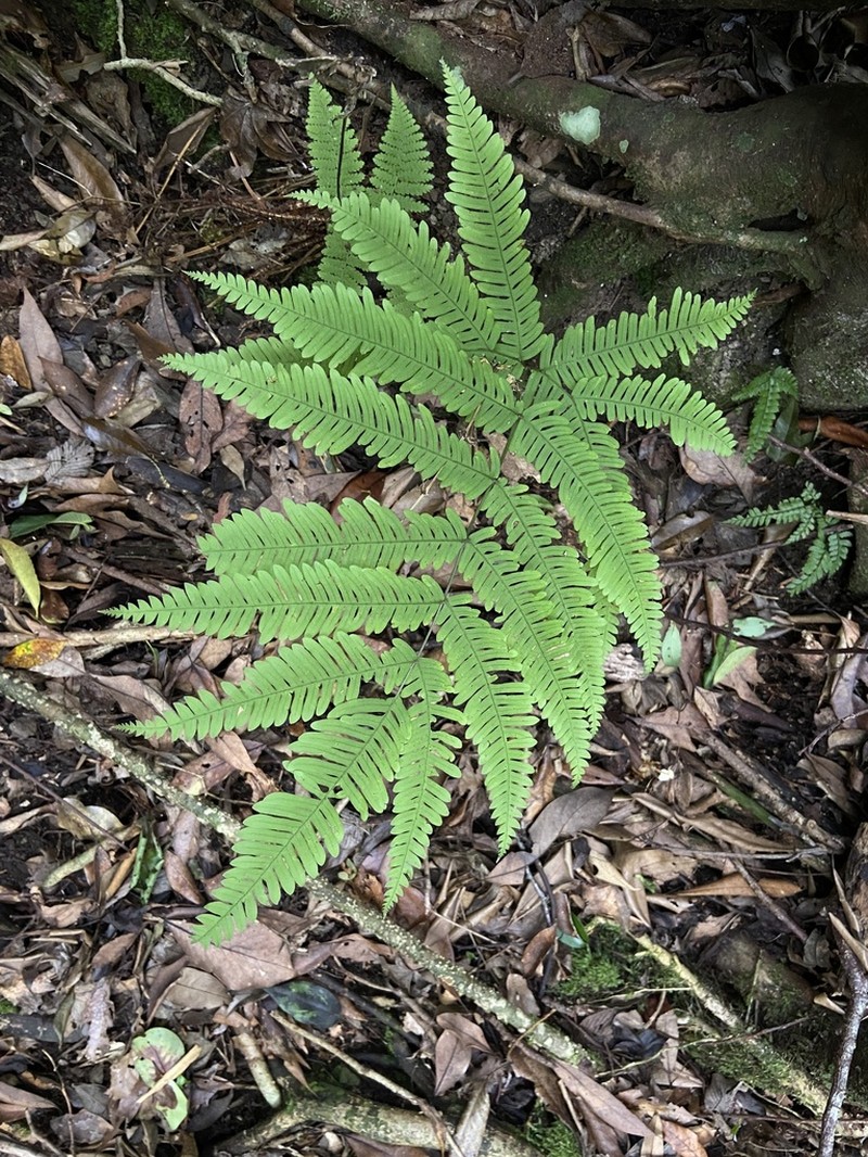 Pteris kawabatae photo 7