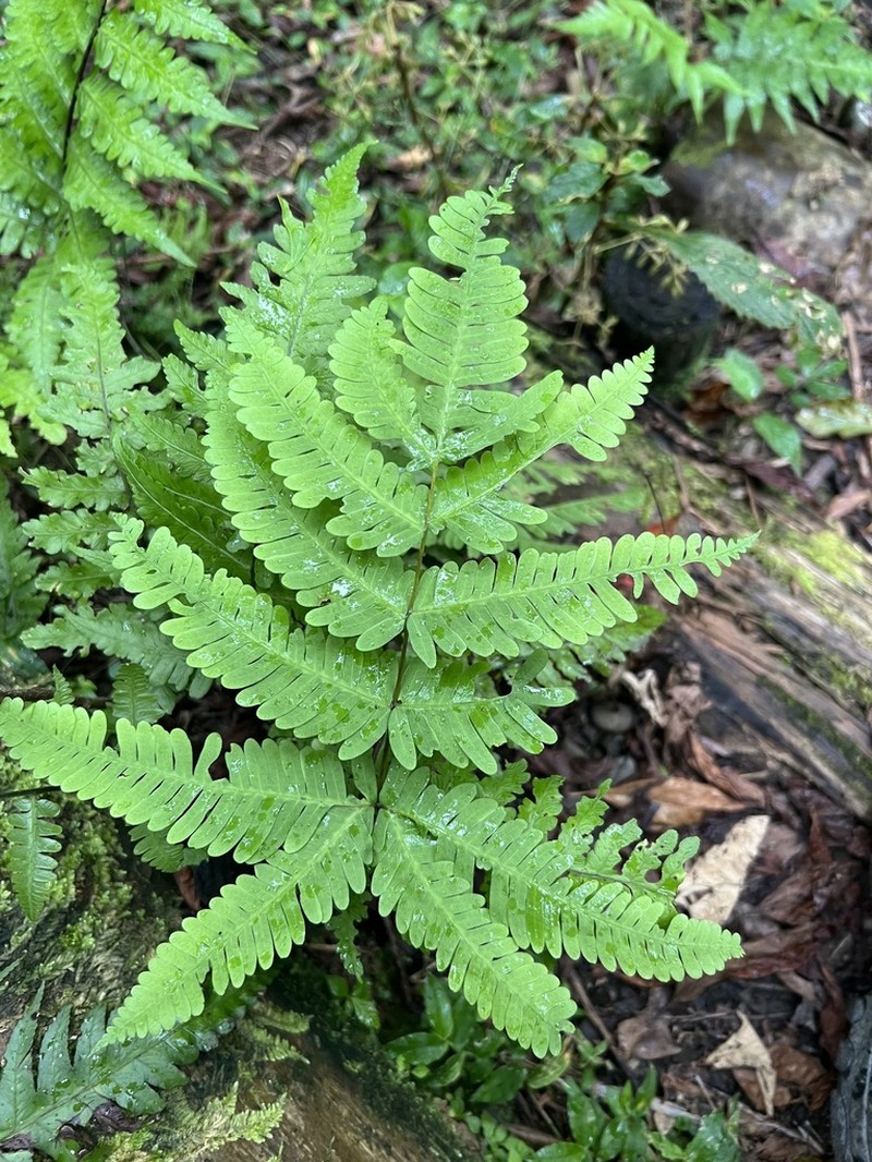 Pteris kawabatae photo 8